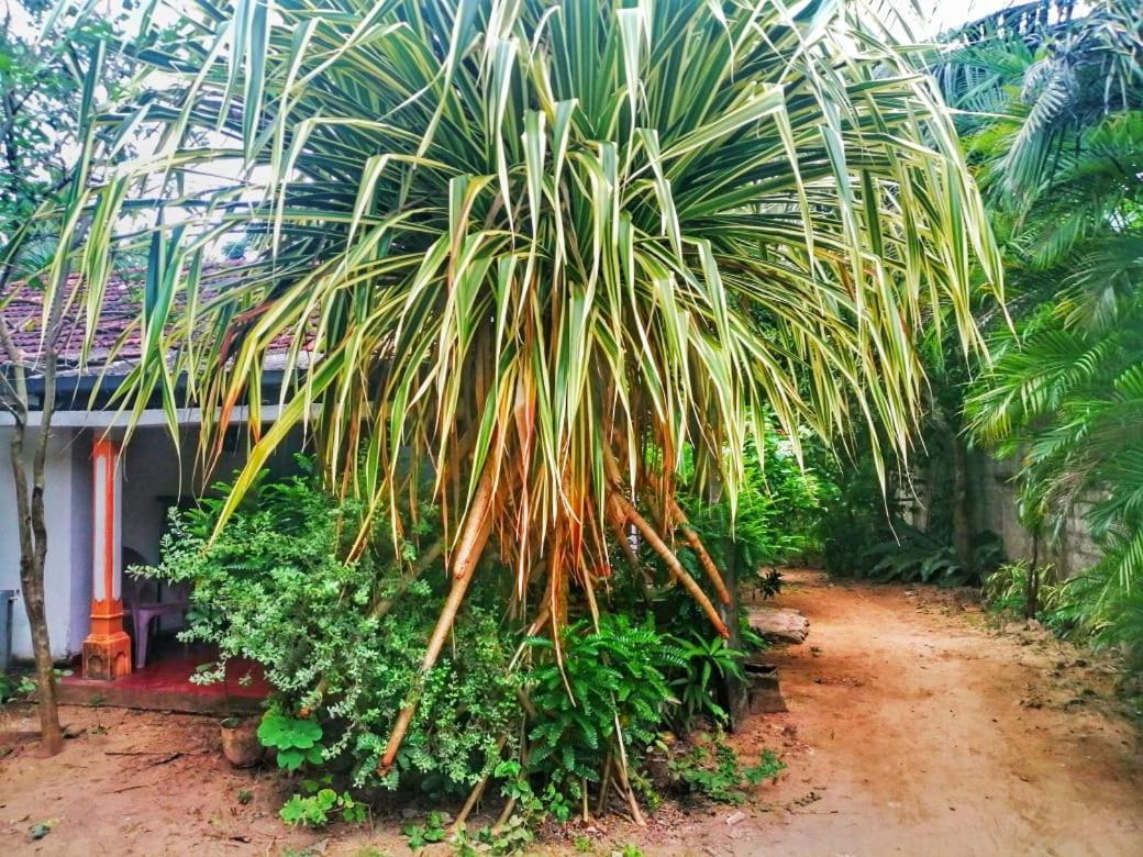 Senith Guest House Mirissa Luaran gambar